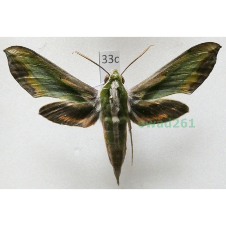 Pergesa acteus (Cramer, 1779) ex. ovo Thailand 65mm33c